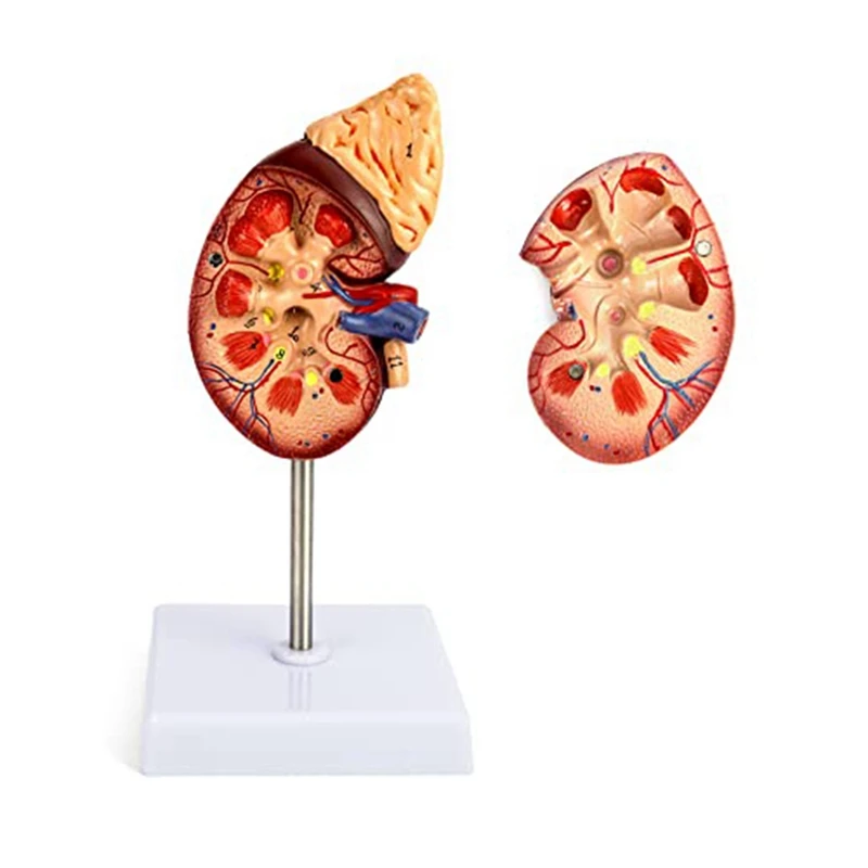 Life-Size Kidney Model 2 Parts Showing Internal Structure A Kidney Human Anatomy Replica For Doctors Educational Tool