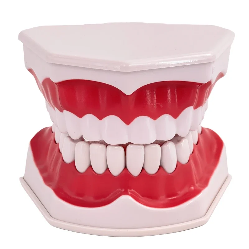 Dental materials, dental models (with tongue), oral care models, brushing teaching models, kindergarten teaching aids