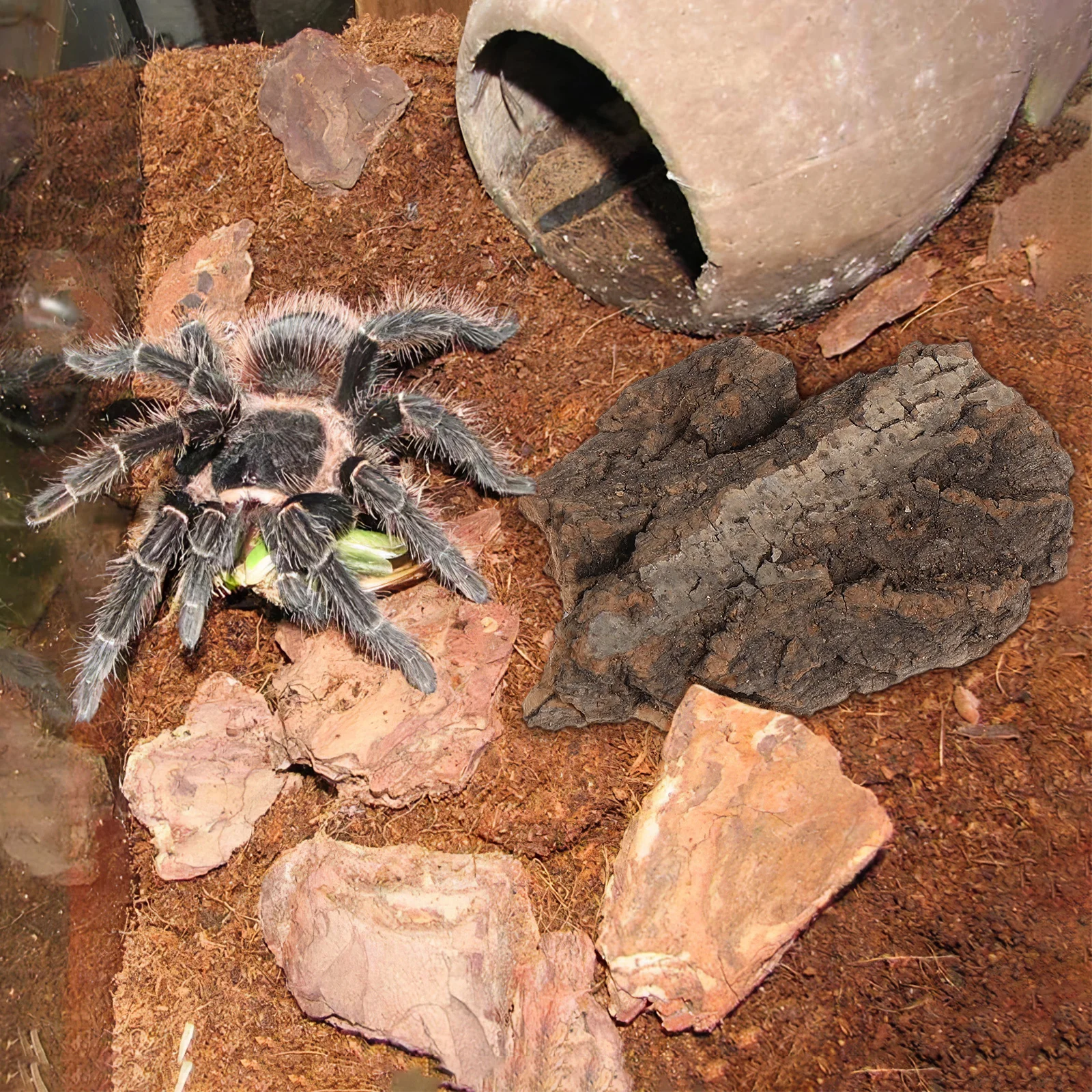 

4Pcs Reptile Climbing Platform Decor Natural Tree Bark for Terrarium Landscape Basking Hides Lizards Snakes Tortoise Accessories