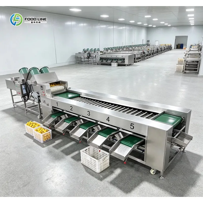 FLAutomatic Fruit and Vegetable Sorting Grading Machine Commercial Grader Equipment for Agricultural Produce Processing