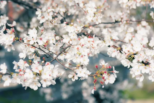 

4pcs 101MM RC Tires 3.9" OD Honeycomb Wheels for Arrma Felony Infraction 6S BLX - Durable, High-Grip, 6S Compatible