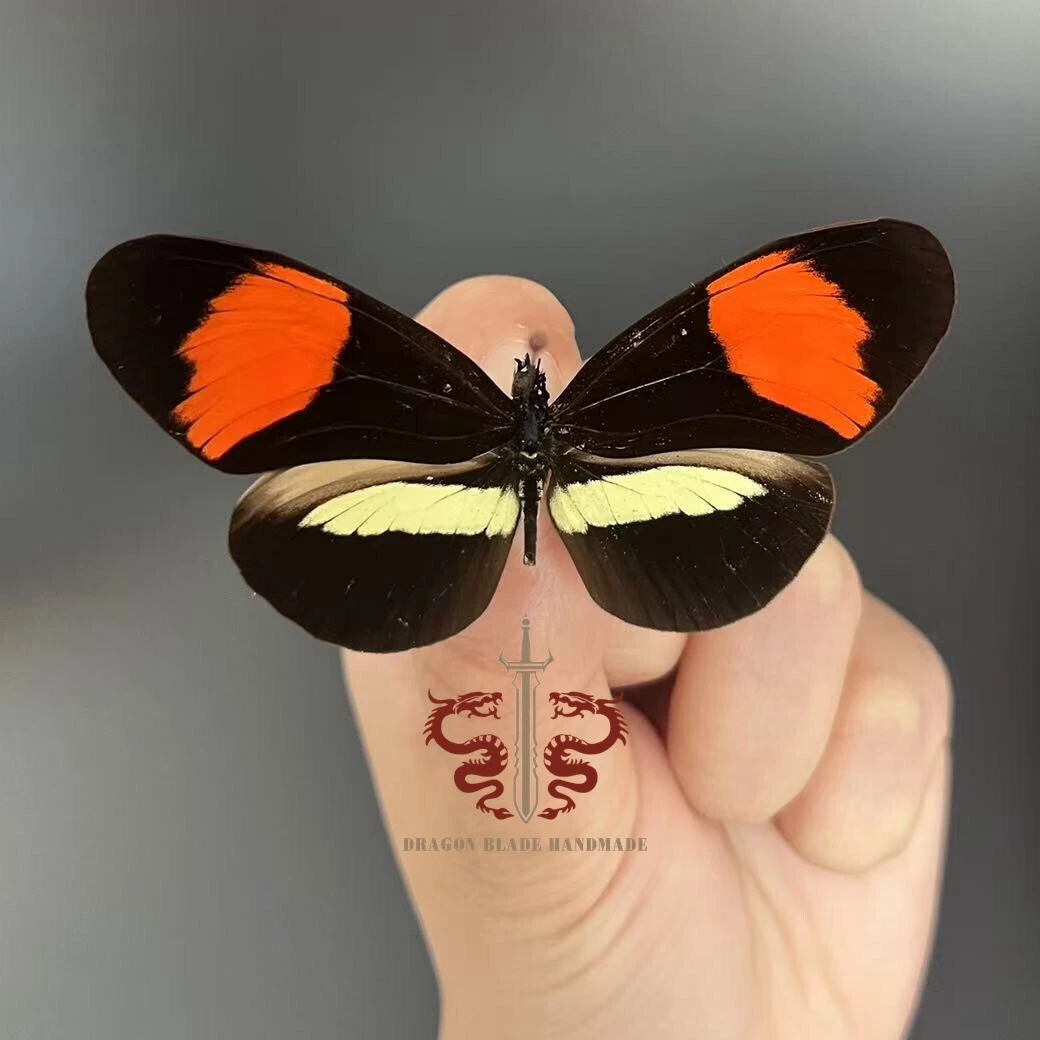 Butterfly ornament Heliconius melpomene, 1pc wings spread A1/A- high quality, Decorative Display Collection Gifts