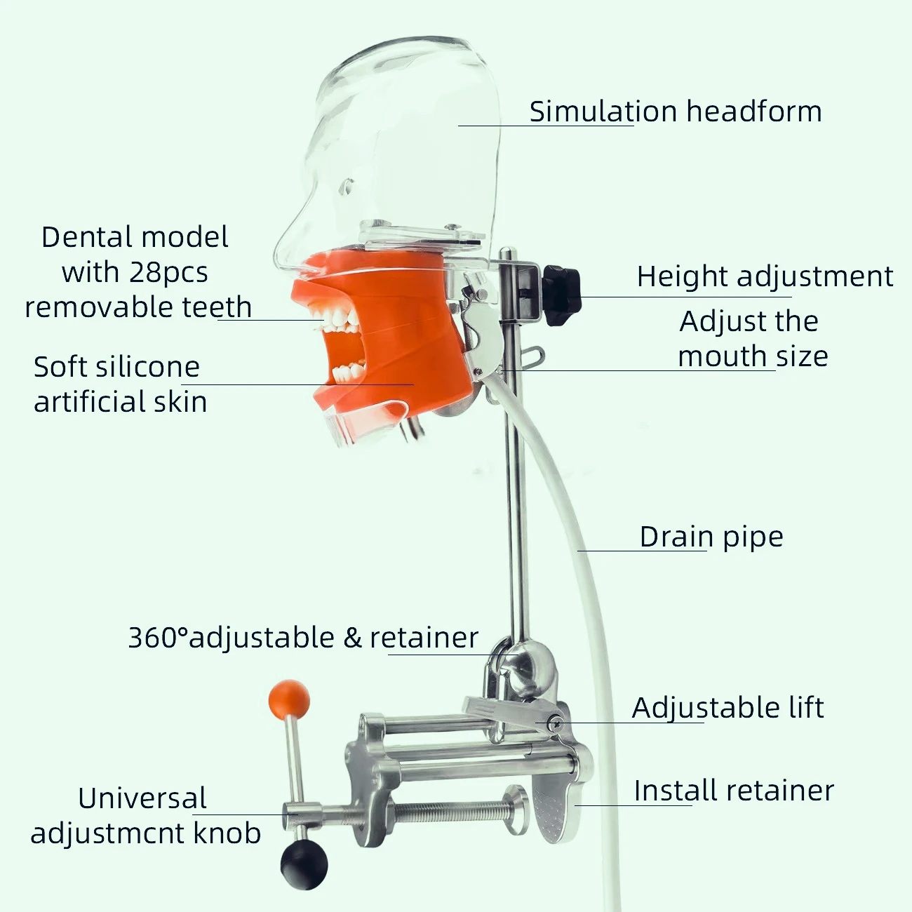 Clamp-on Dental Manikin Head Model with 28 Teeth, Transparent Head, Dental Student Practice Teaching Model