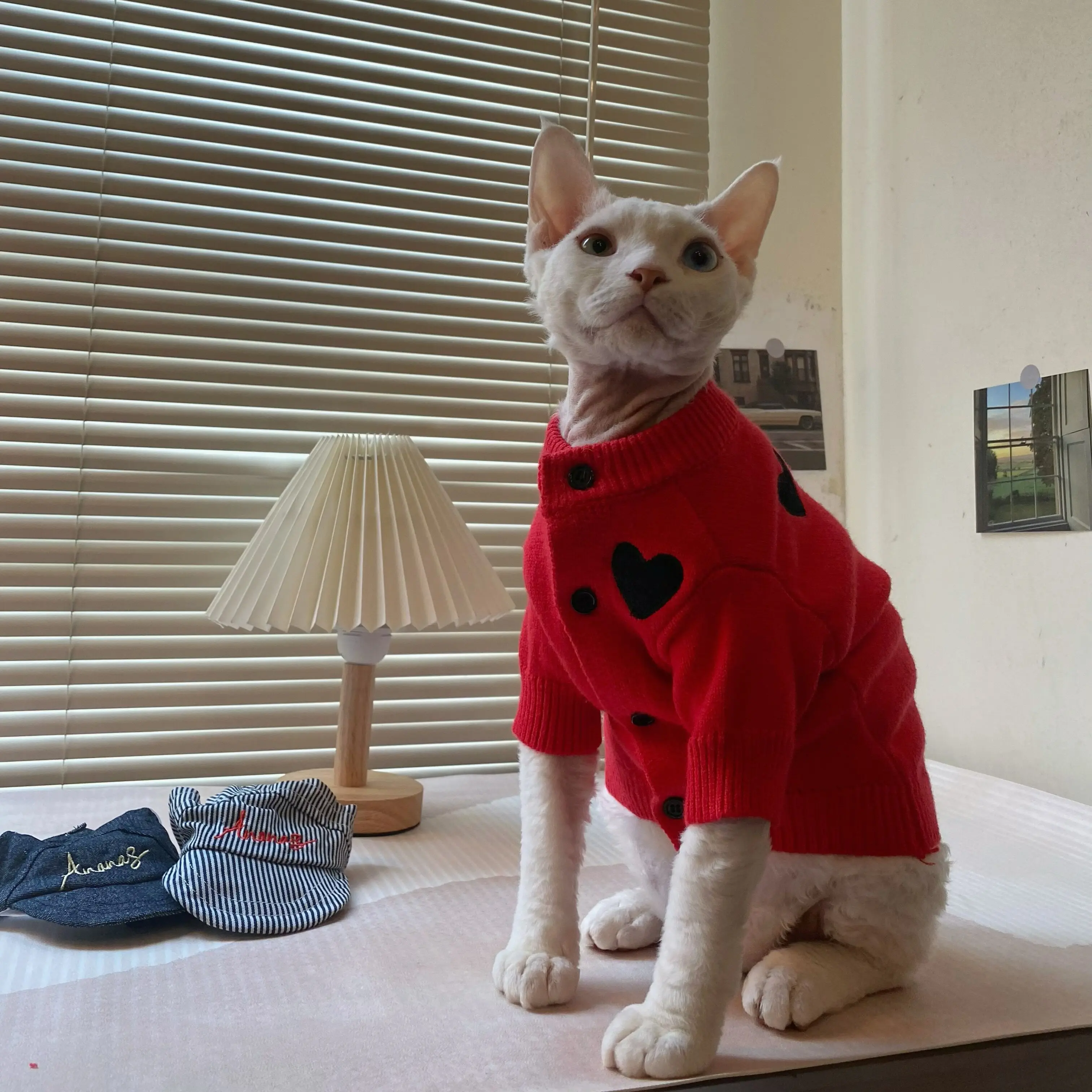 Sphynx Cat Button Knit Jacket in Winter Warme jas met lange mouwen voor Abyssinische kat Lente Herfst Vest Loungewear voor kittens