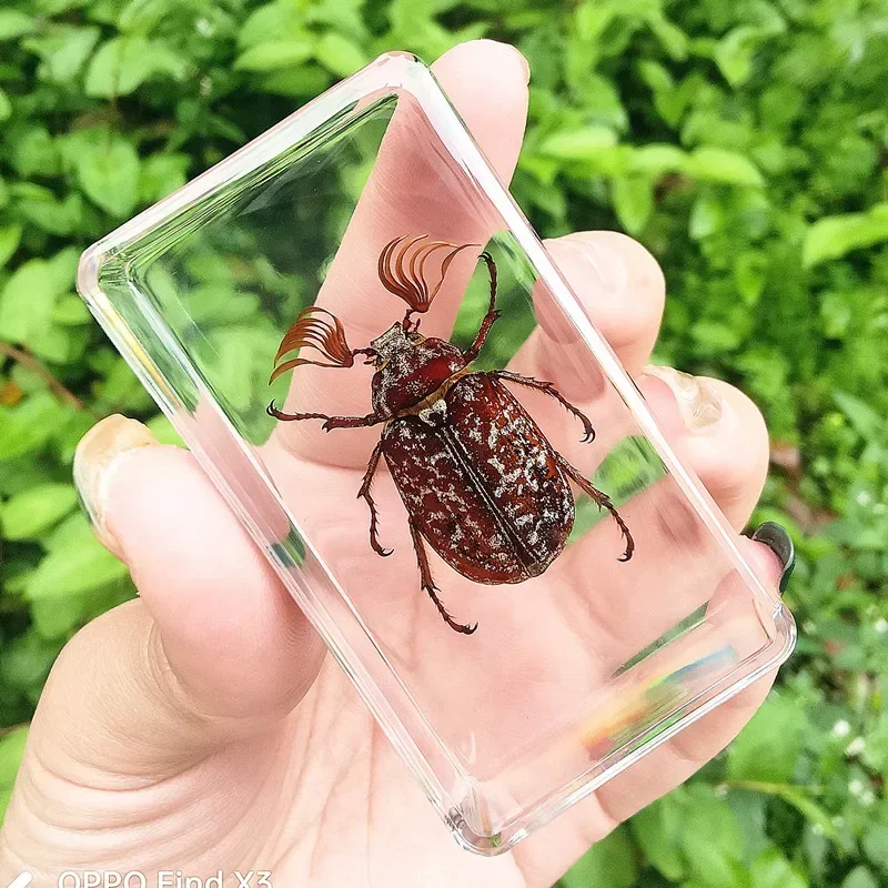 29個の新しい本物の昆虫標本、樹脂製の神聖なカブトムシ標本