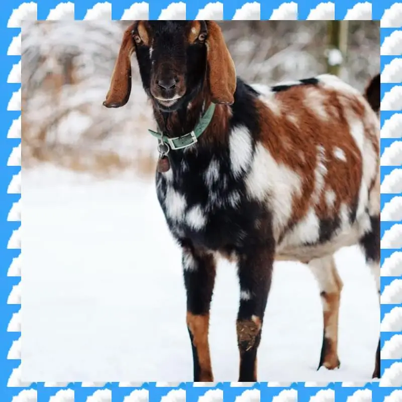 

18PCS Cow Horse Sheep Grazing Copper Bells Small Brass Bells ,Cowbell Retro Bell Cow Bells Noise Maker Durable Easy To Use