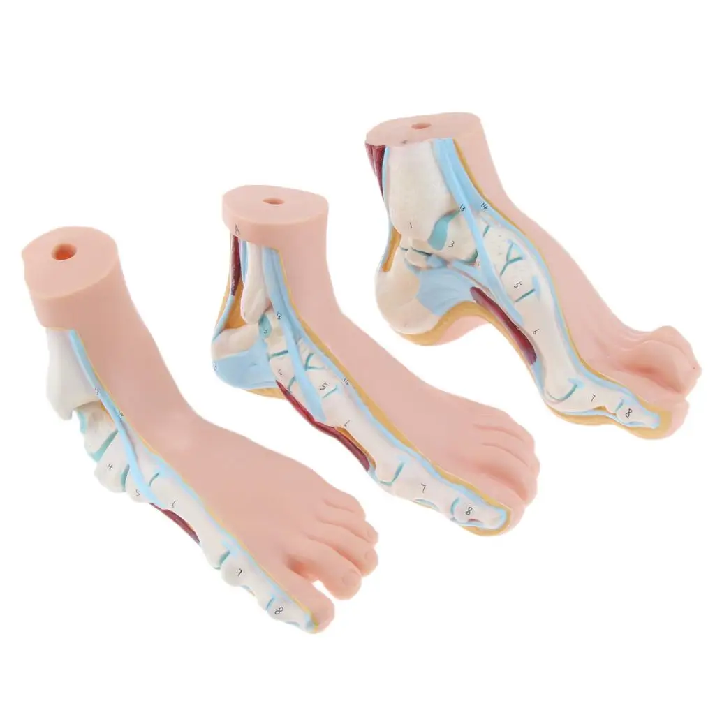 3 Stk. Human Foot Model Arched Normal Flat Foot Model Anatomical