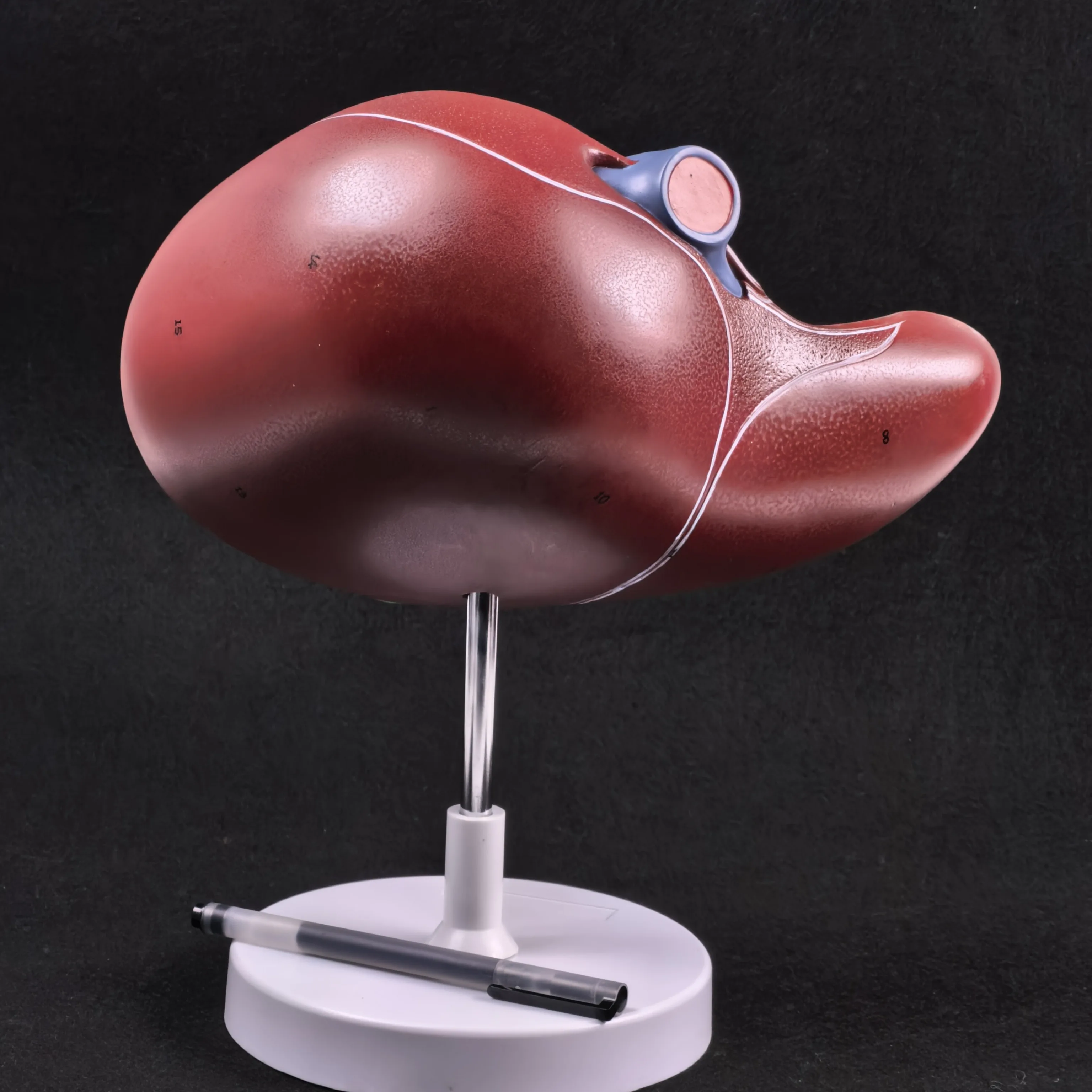 PVC Human Liver Medical Anatomy Model 1.5X Life Size With Vessel Simulation Display