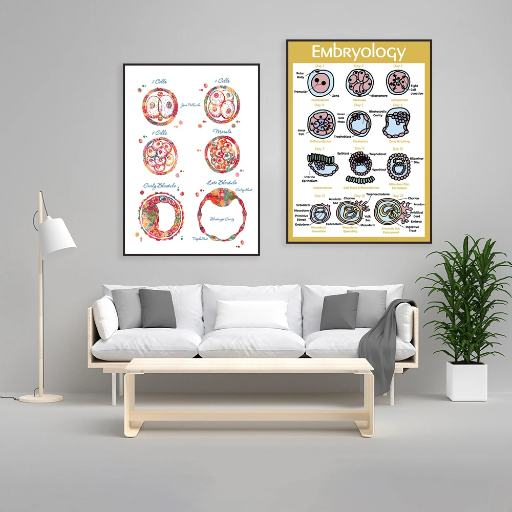 Embryogenesis watercolor medical art embryo development diagram IVF poster, obstetrics and gynecology fertility clinic decoratio
