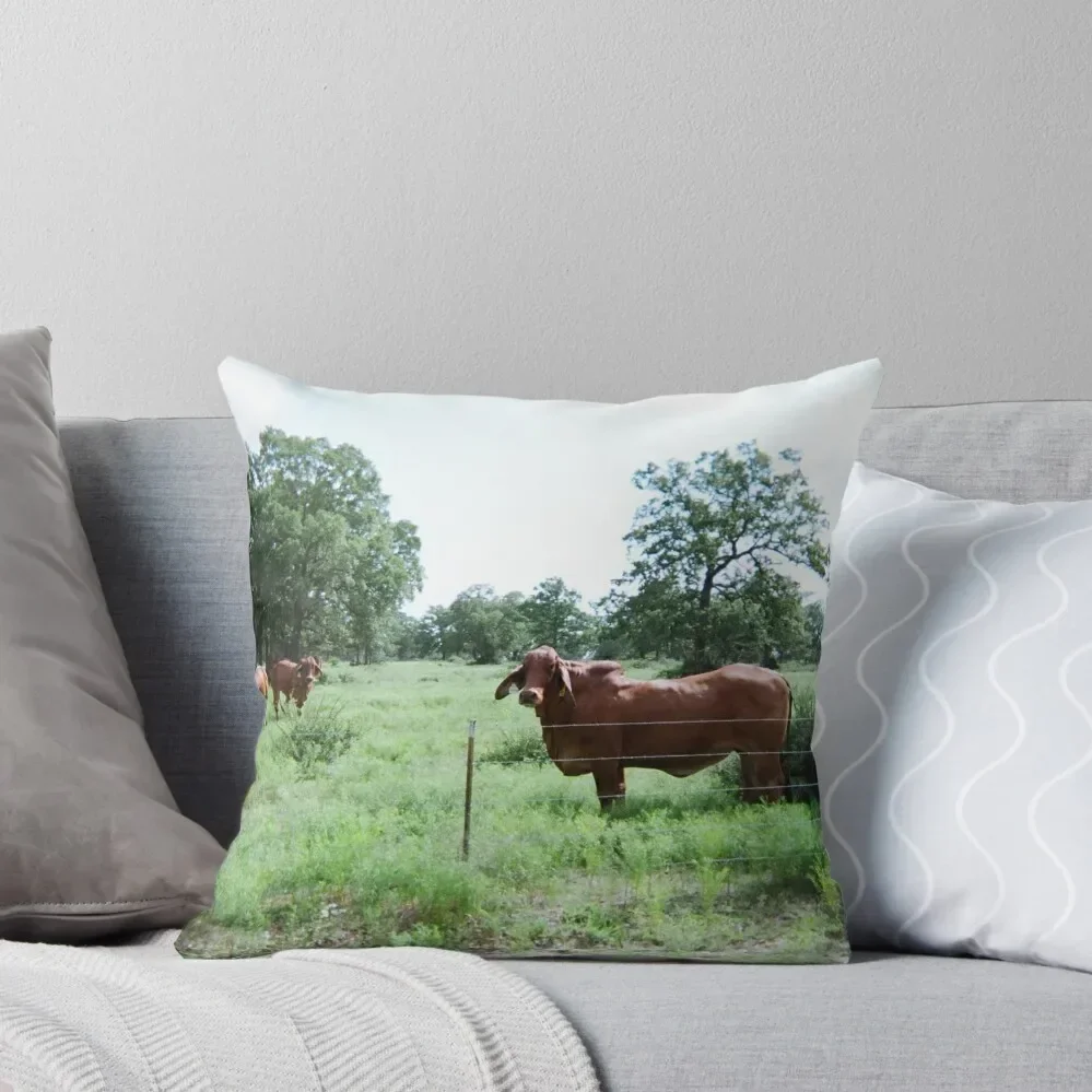 Brahman Cow Photo Throw Pillow Cushions Cover Sofa Pillow Cover Pillow