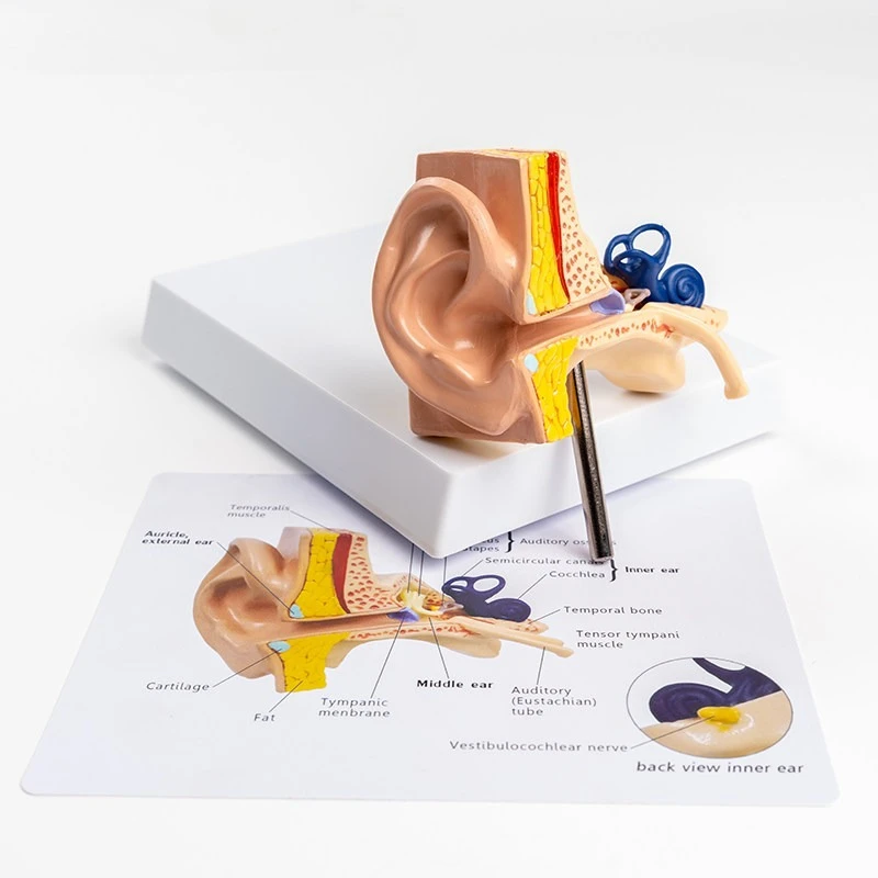 

Human ear anatomy model Human ear anatomy teaching model