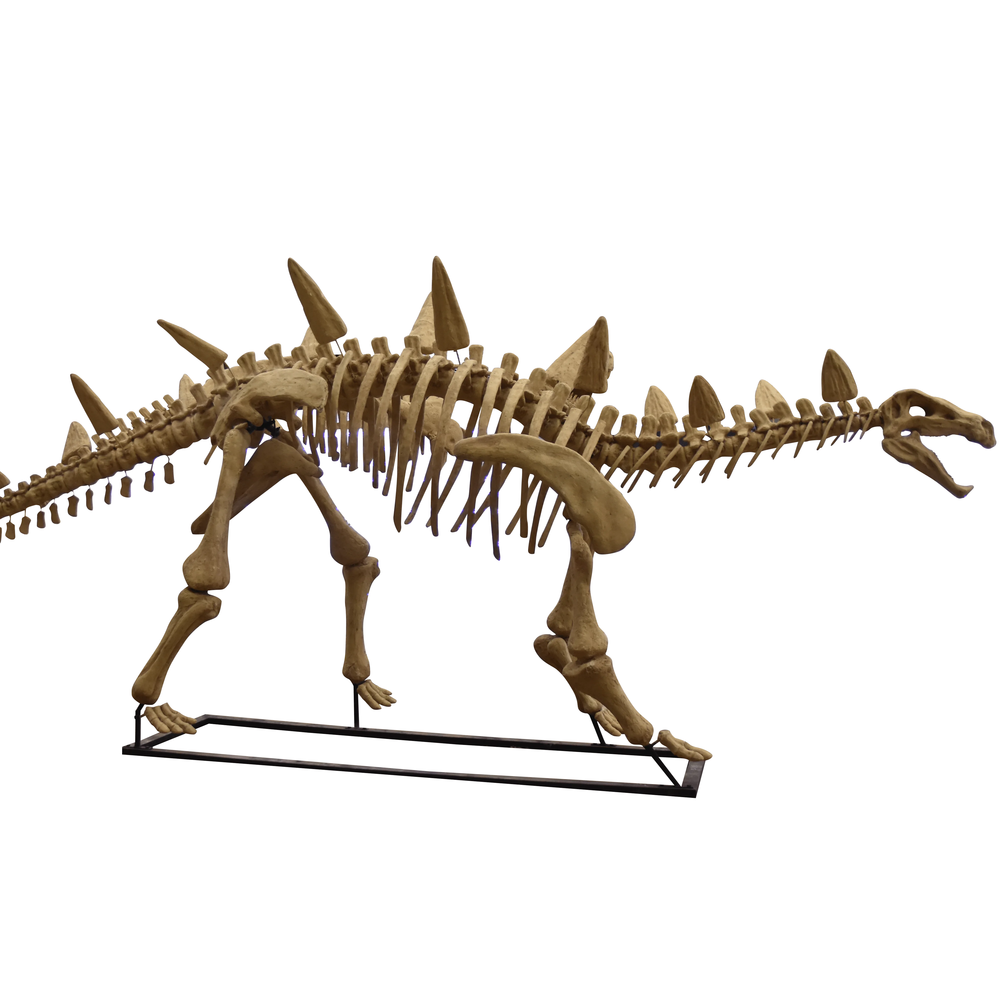 

ATV&UTVAuthentic Dinosaur Skeleton Stegosaurus Fossil for Museum Displays and Educational DINOSKY