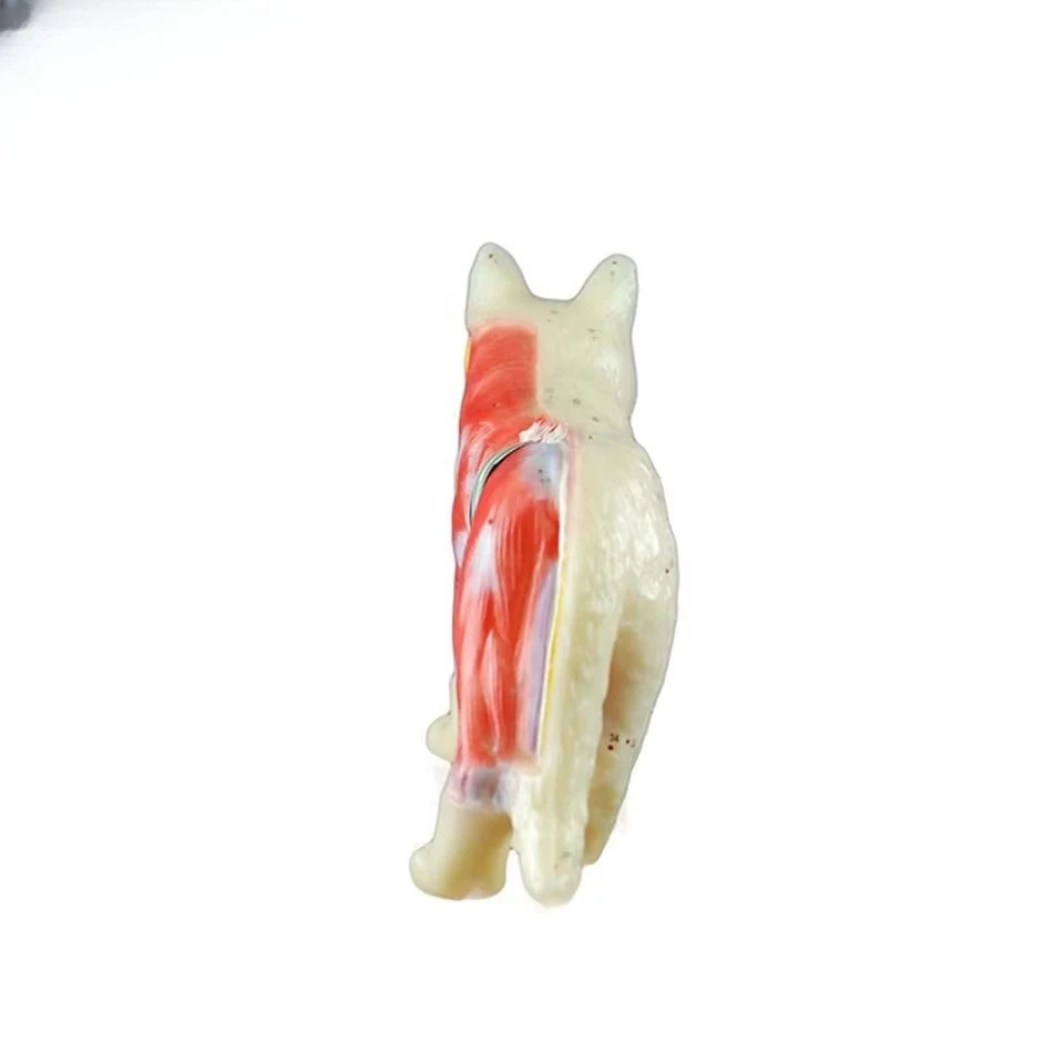 PVC Cat Skeleton Model Animal Structure Study Model School Training Teaching Tool