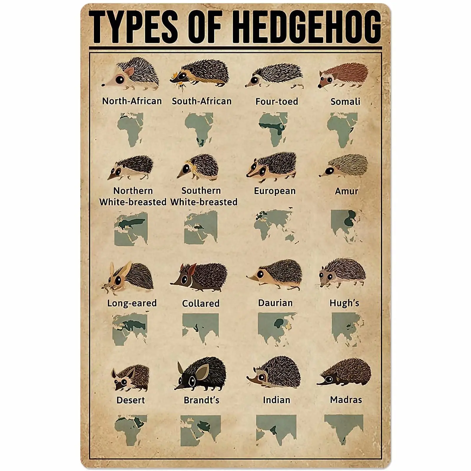 Veidsuh Types of Hedgehog Metal Sign Poster Tin Sign Metal Sign Metal Tin Sign Metal Plaque