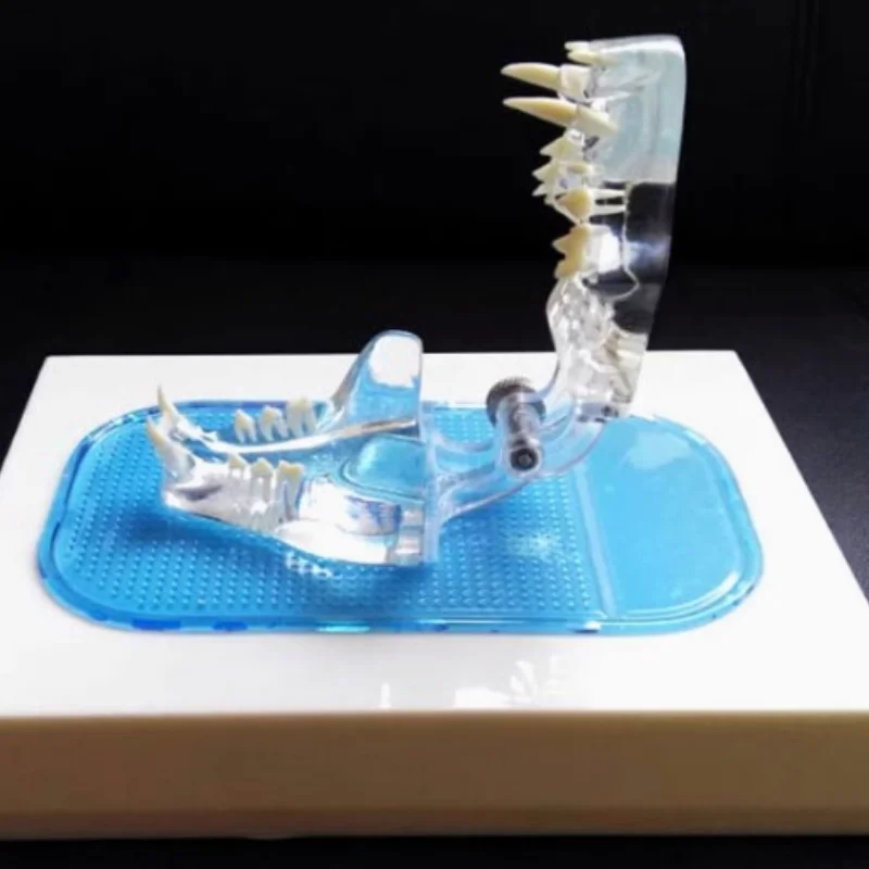 

Transparent cat tooth animal bone pet animal model
