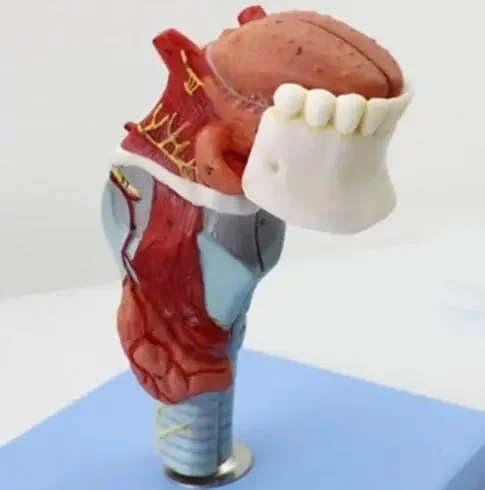 

big sale! Functional Medical Anatomical Human Larynx & Tongue + Teeth Model 18*6.5*10cm