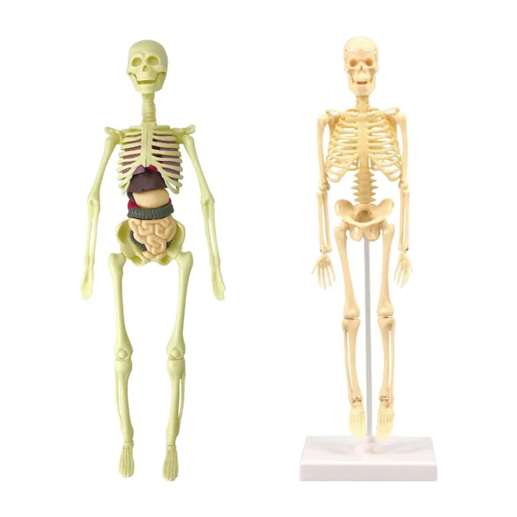 Human Body Anatomy Model, with Human Heart And Large Intestine Model, Skeleton Models for Children, Physiology Students, Models