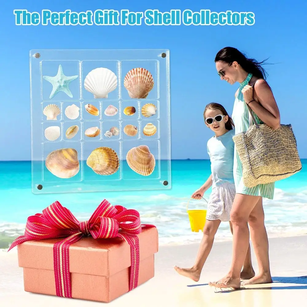 Magnetic Seashell Display Box Clear Seashell Storage Box Transparent Plastic Mini Seashell Collection Case Small Craft Organizer