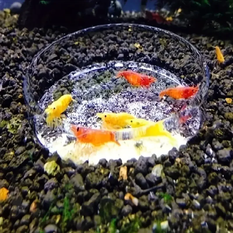 

1pcs Glass Fish Feeder Aquarium Fish Shrimp Feeding Plate Easy To Clean Transparent Fish Feeding Tray Household Pet Accessory