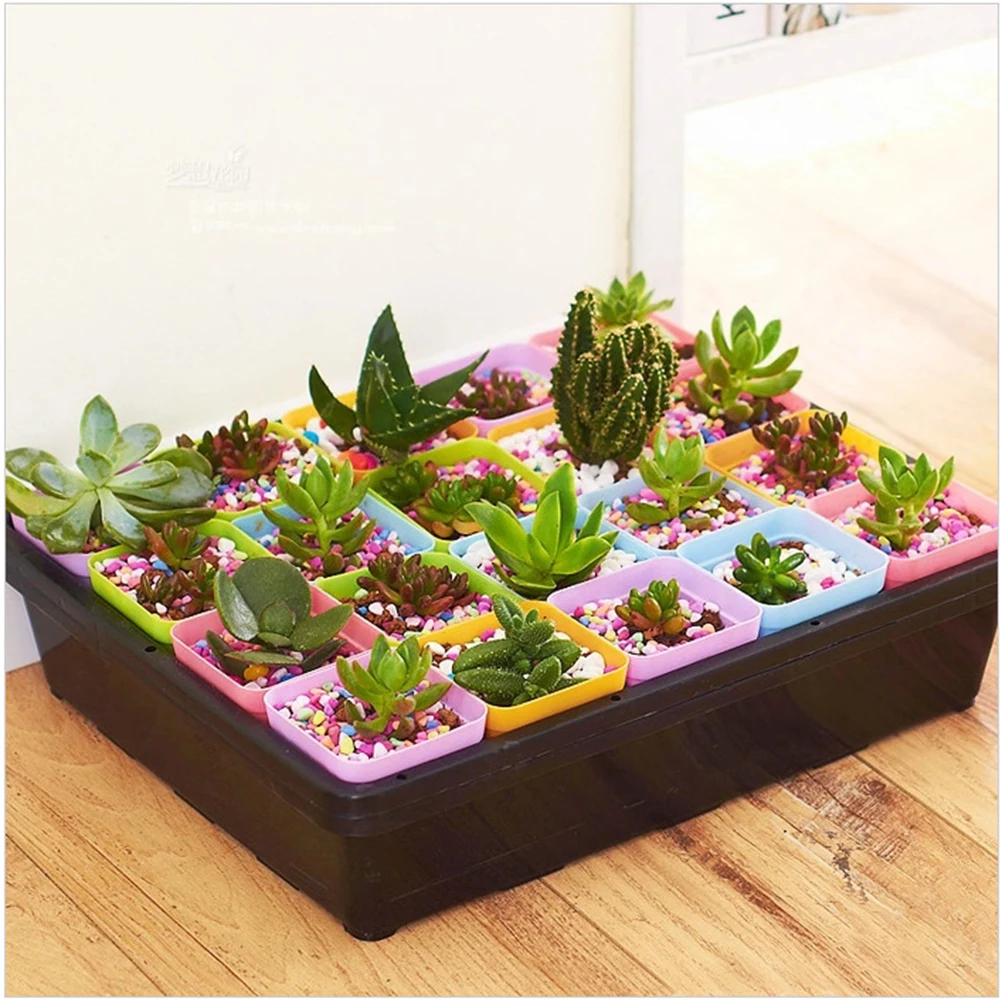 

20pcs Sprouter Tray Rectangular Vegetable Bud Pot Planting Plate Small Square Finishing Box with Dish+ Lid+ Tray for G