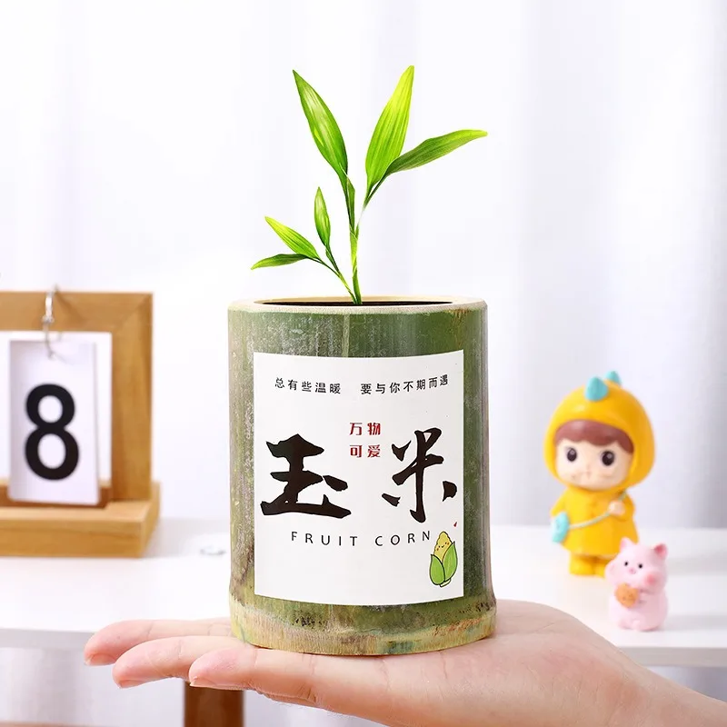 Kindergarten plant  tabletop decoration germinated pot for students children Gift prizes diy mini creative small plants bamboo