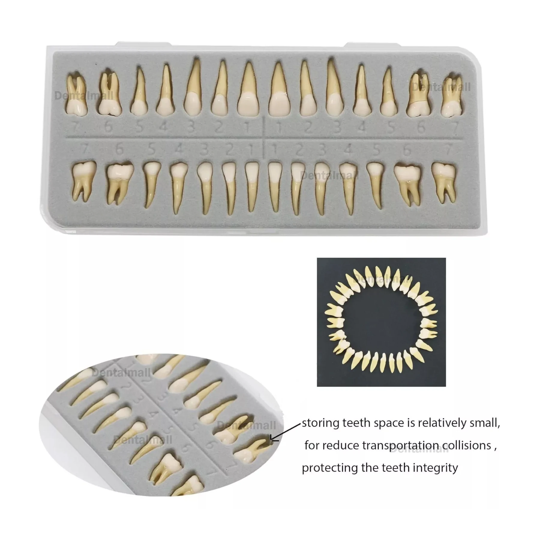 

Dental 1:1 Permanent Teeth Demonstration Teach Study Model with 28Pcs Teeth M7021