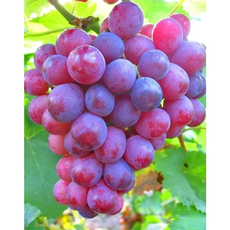 Manual Blueberry Seed Removing Machine Electric Grape Mulberry Kernel Removing Machine