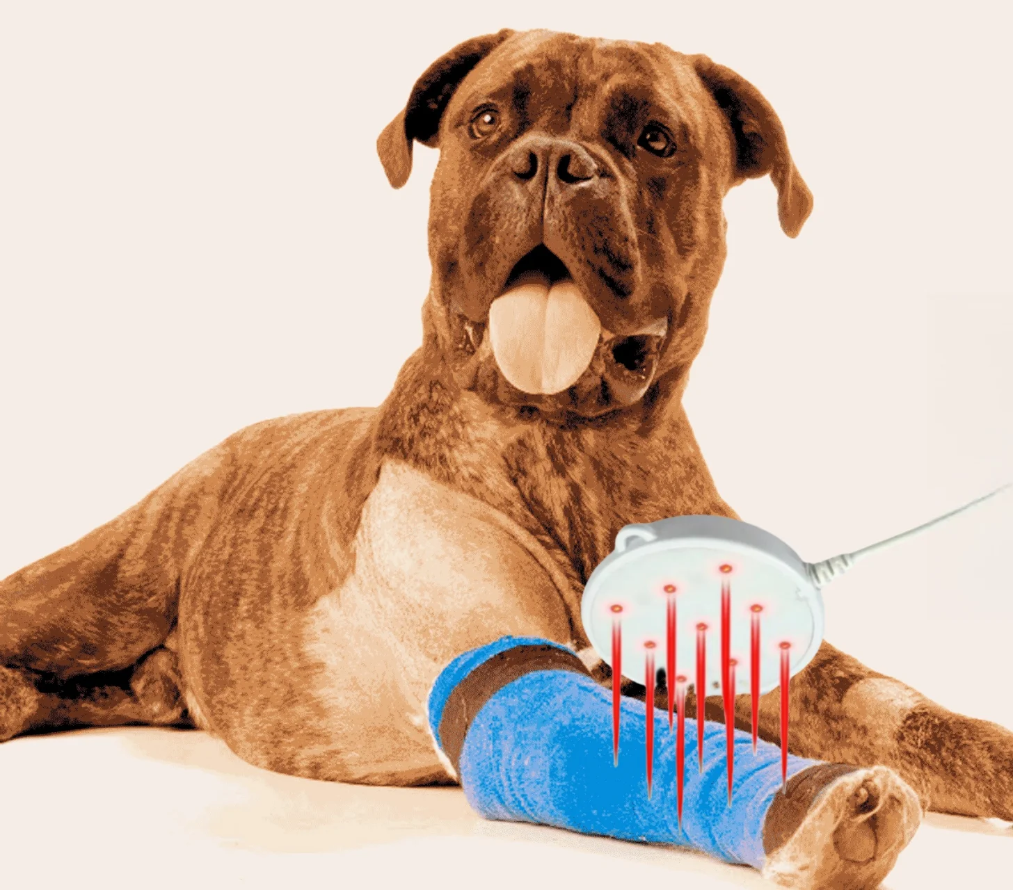 Veterinary Light Therapy 650nm Red Pad for Pet Arthritis & Injury Recovery Home Pain Management