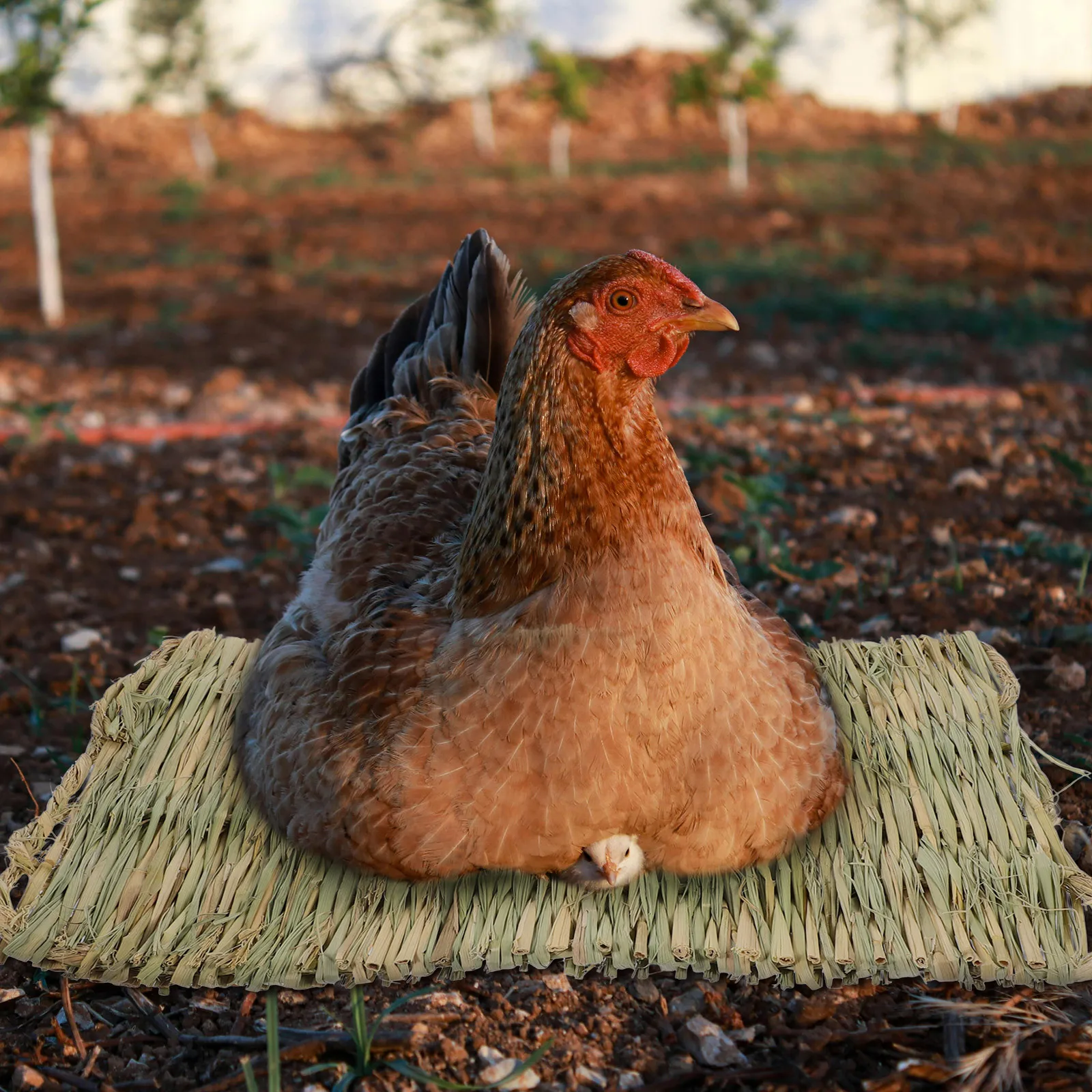

2Pcs Chicken Nesting Box Pad Natural Straw Mat Breathable Egg Laying Mats for Coop Bedding Chicken Cage Cushions