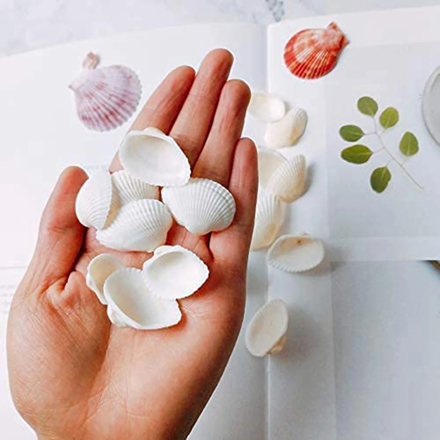 SDFC-125Pcs Natural Scallop Shell, Special For Handmade DIY Creative Production Handmade DIY Creative Coloring Shell