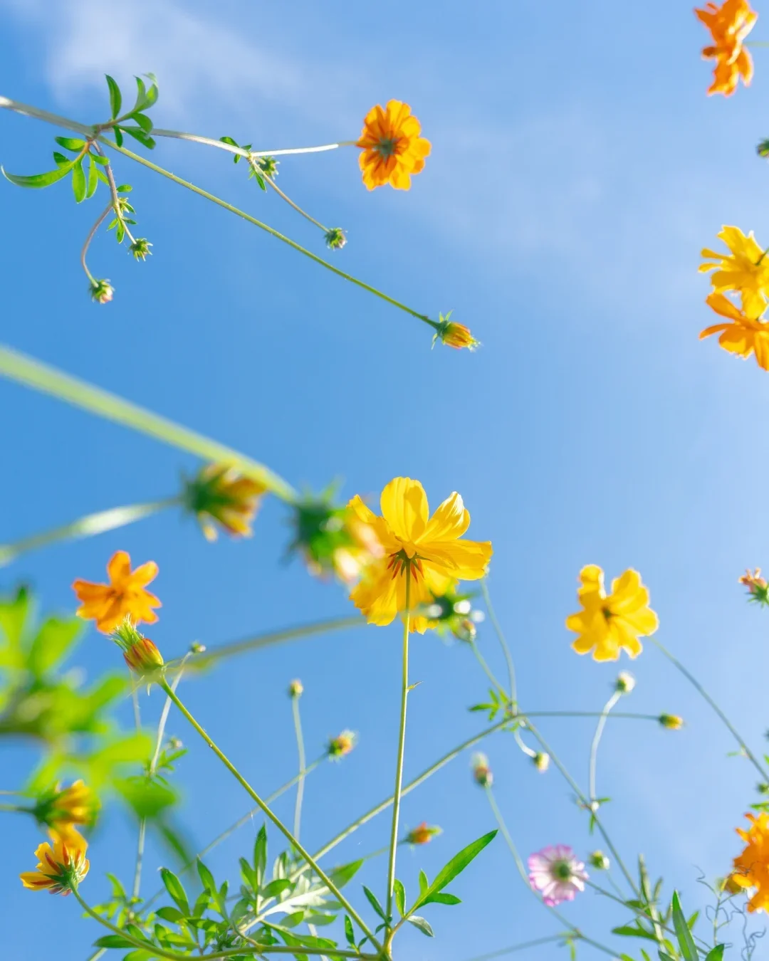 

52V 6.8ah lithium battery pack built-in BMS For 1000W 1500W Motorcycle Electric EScooter rechargeable battery+2A charger