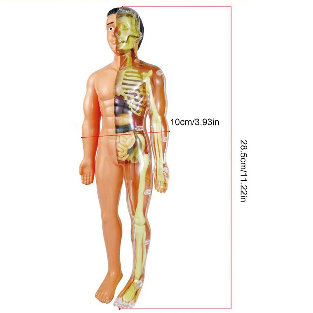 3d Human Body Torso Model for Kid Learning Adult Anatomy Skeleton Anatomical Models Organ Assembly Removable 28CM Mannequin DIY