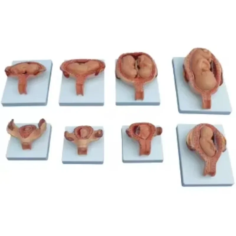2026/XC-414A The Development Process for Fetus (Half-Size)