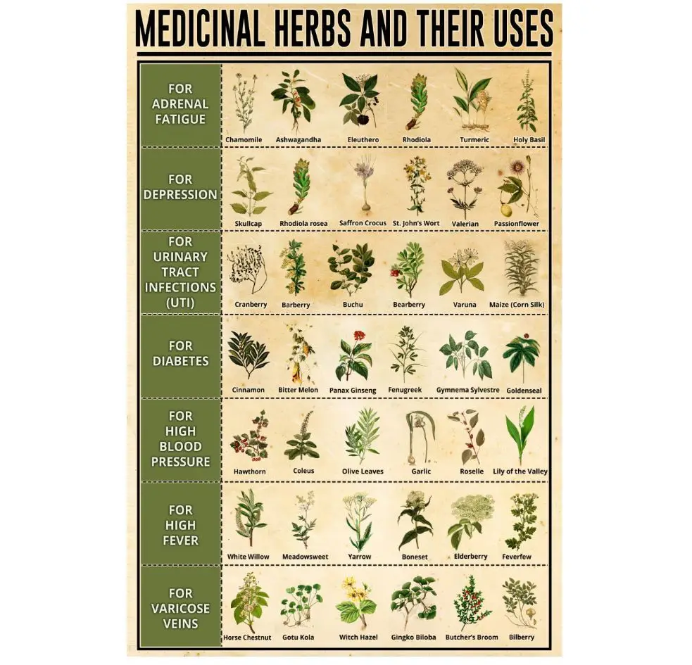 Garden Medicinal Herbs And Their Uses, Art Picture Print Silk Poster, Home Wall Decor