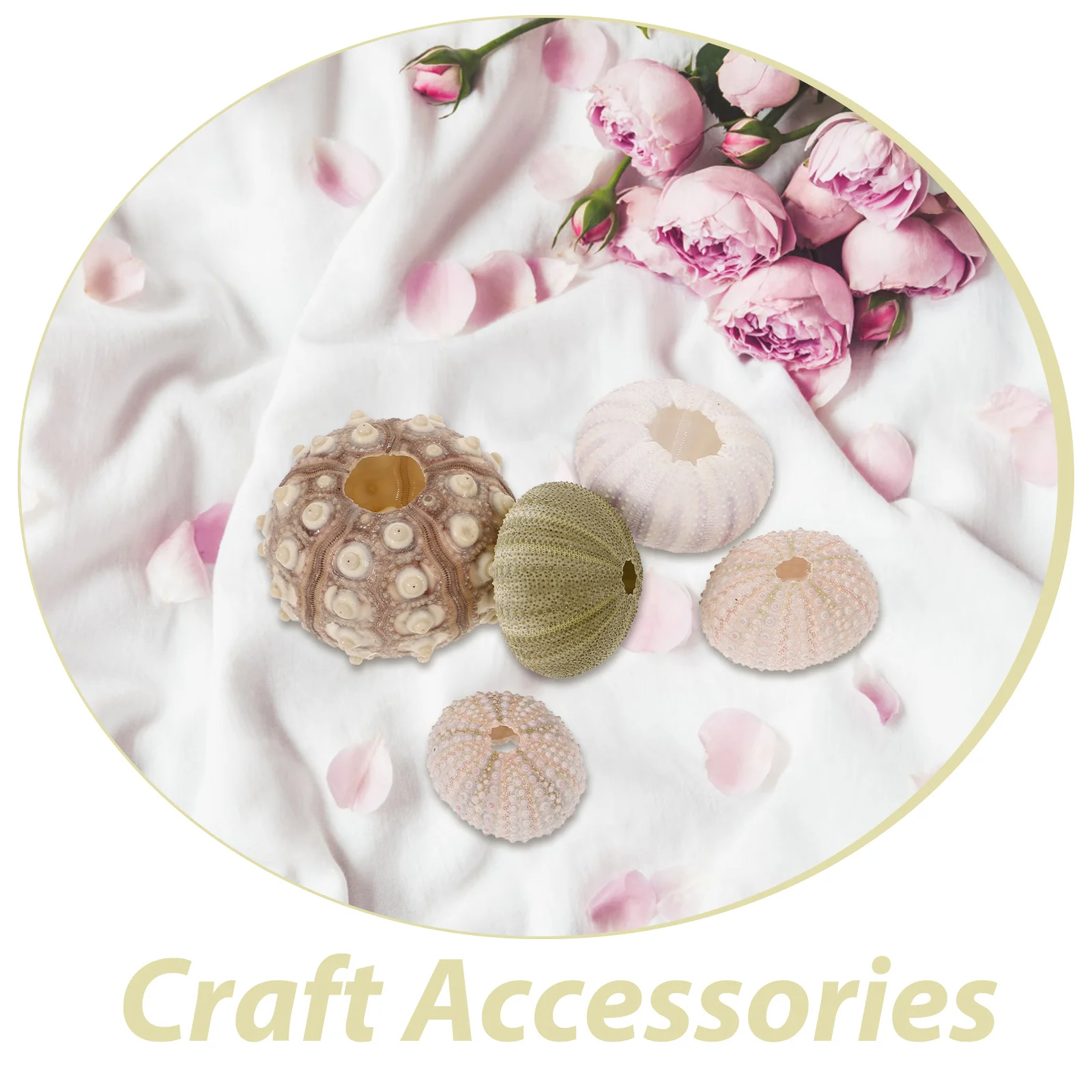 

5pcs Natural Shell Creative Home Decor Bonsai Display Container For Diy Crafts Fish Tank Decors Desktop Plant Holder Sea