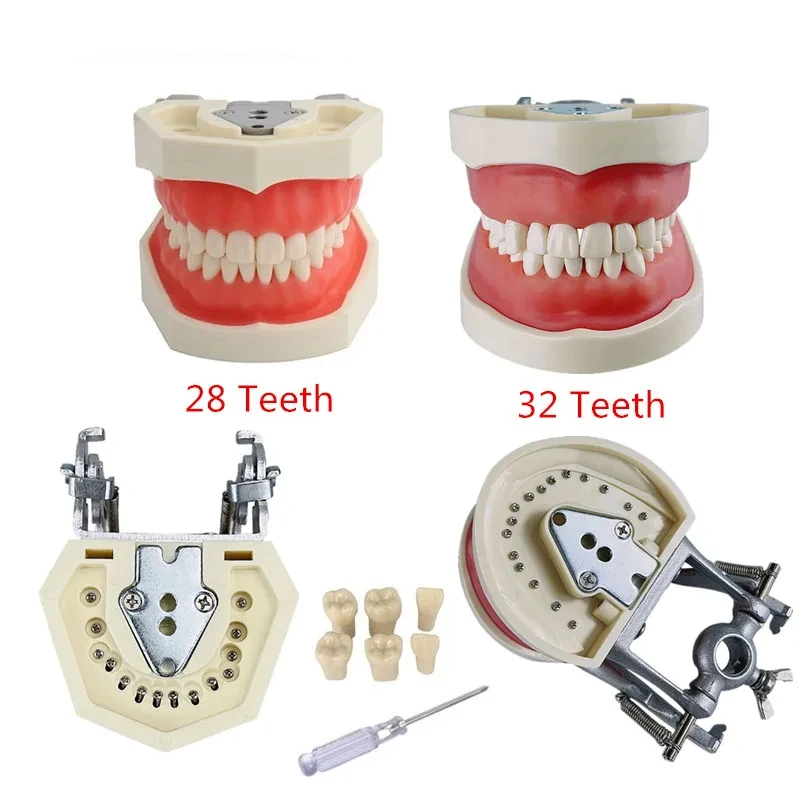 28/32 Teeth Model For Dental Technician Practice Training Jaw Typodont Standard Dental Model Teeth Teaching Model With Soft Gum