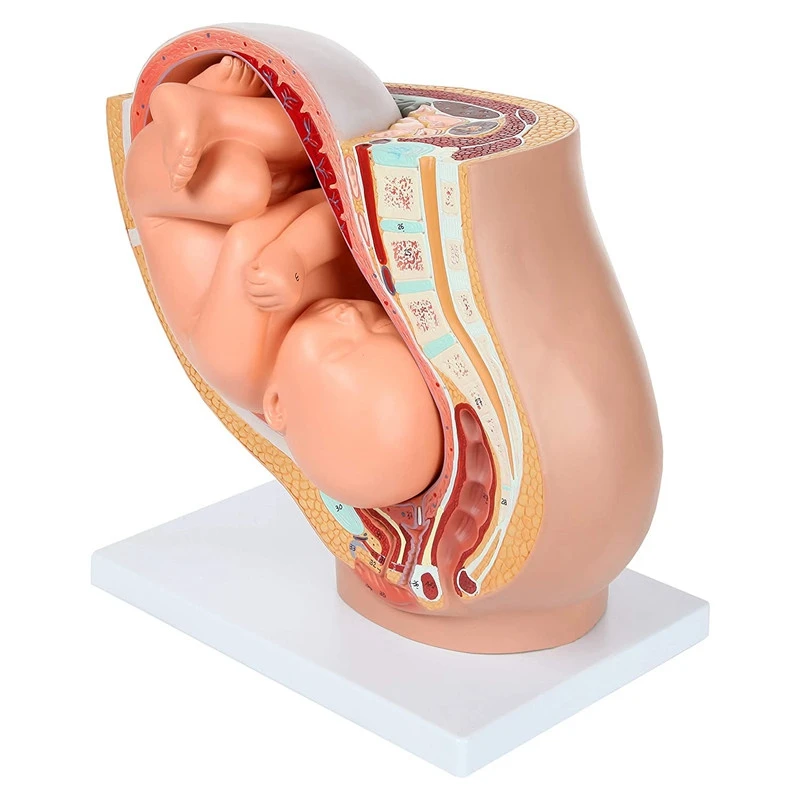 Human Pregnancy Fetal Development 9Th Month Embryonic Pelvic Model Fetus Foetus Pregnancy Anatomy Of The Placenta Model