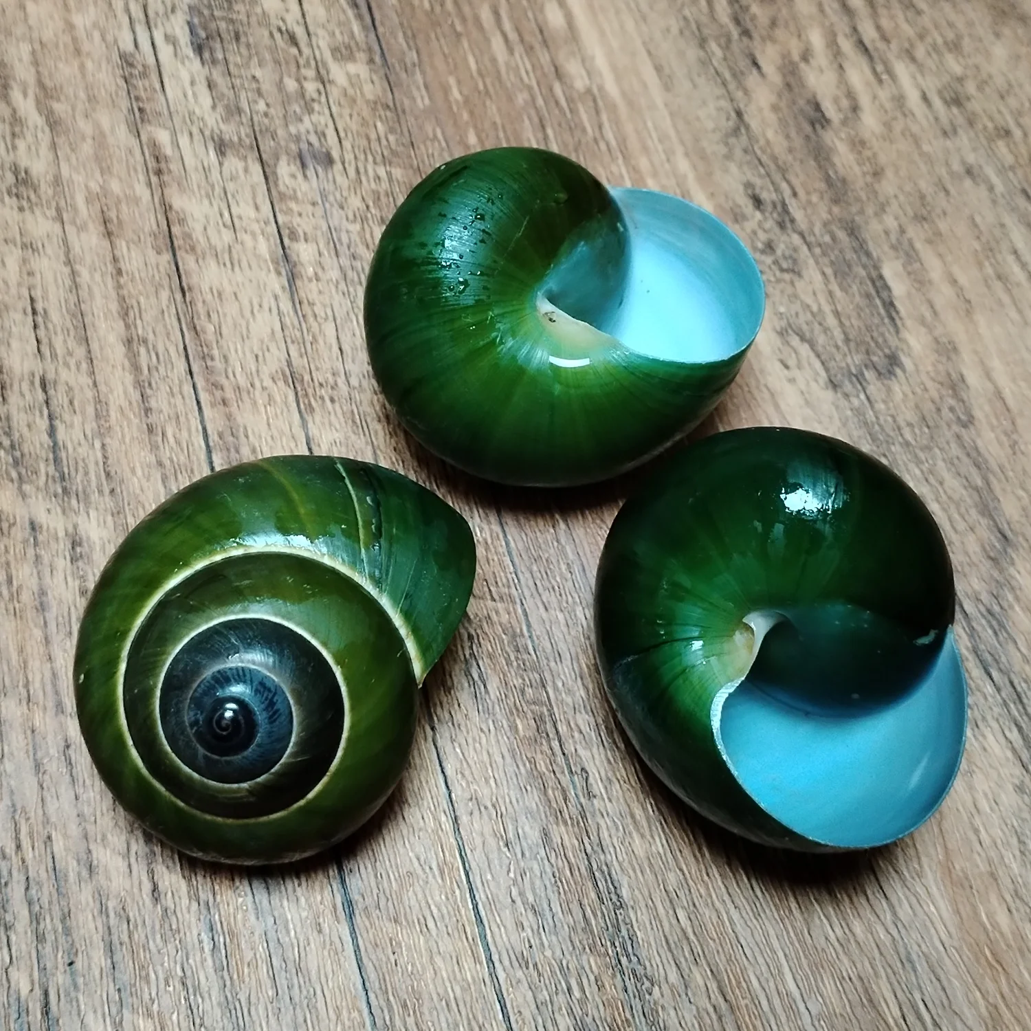 Green Jade Snail Natural Dyakiidae Snails Shell Specimen Collection Fish Tank Landscaping Aquarium Decoration Ornaments