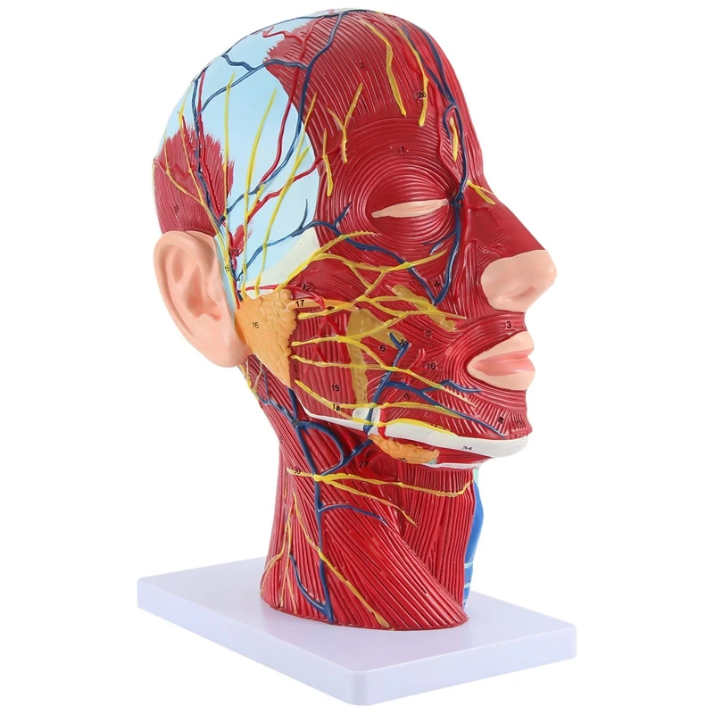 

Head Midsagittal Plane Teaching Model Parotid Gland Cervical Spine Head And Neck Anatomy Otolaryngology Model Easy Install