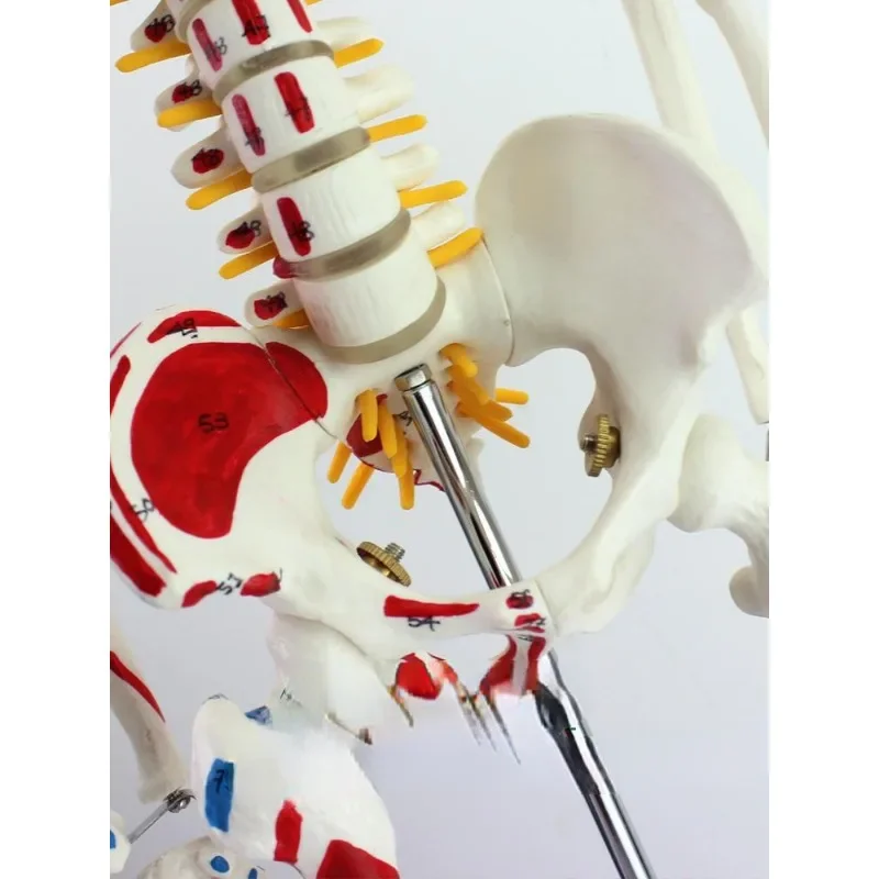 Модель человеческого скелета, 1 шт.