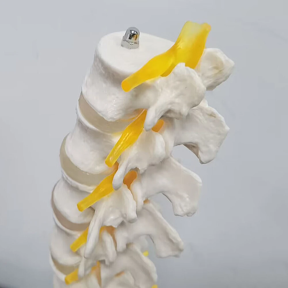 Teaching equipment model 5-segment lumbar spine with sacral accessory nerve Orthopedic teaching display teaching aids