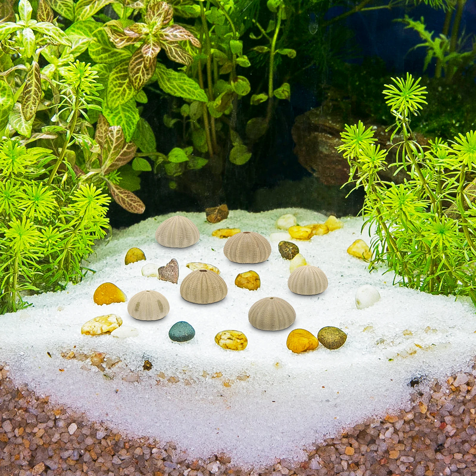 

6 Pcs Sea Urchin Shells 4 6CM Natural Sea Urchin Shells For Crafts Material Home Decor Fish Tank Ornament Safe Excellent DIY