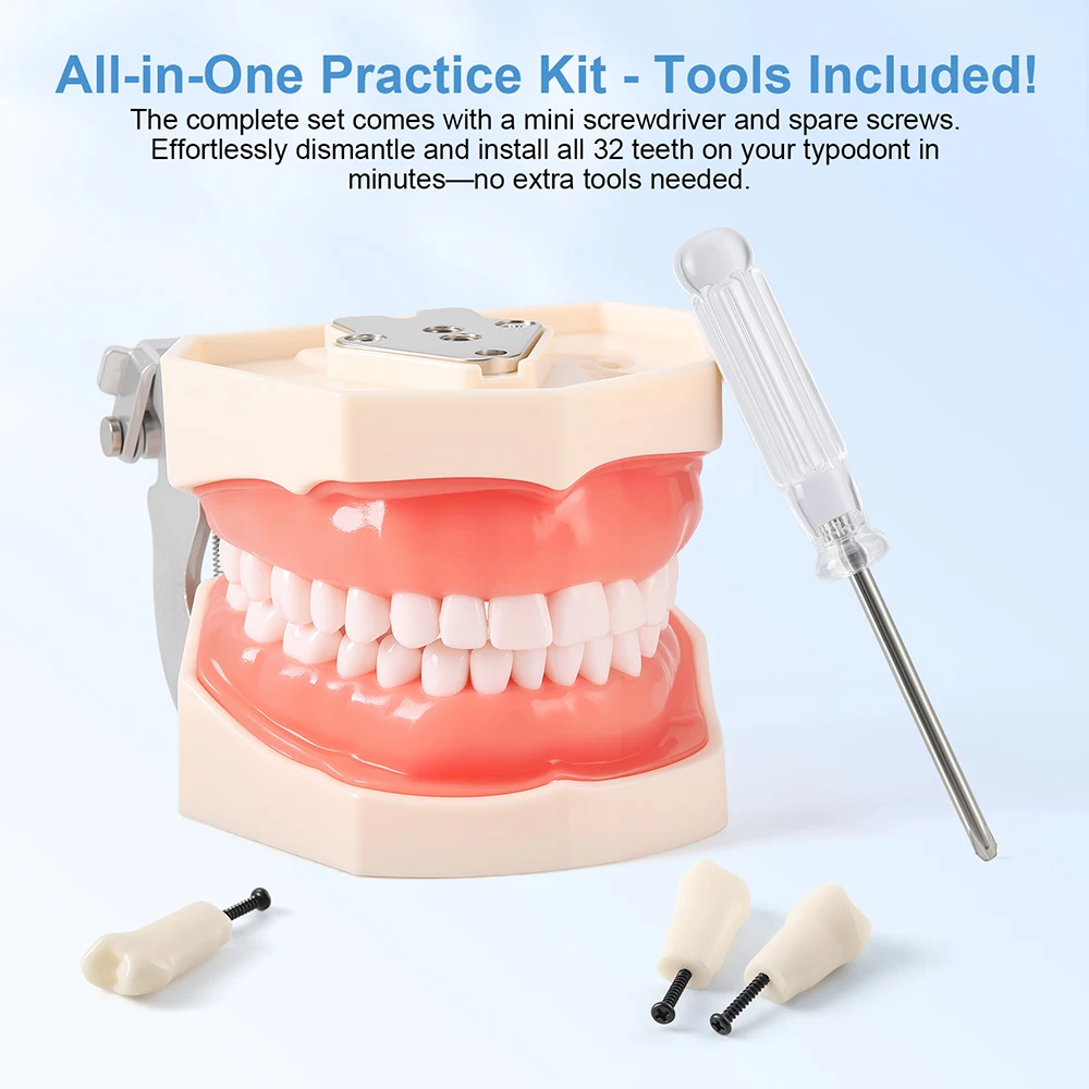 32Pcs Dental Practice Teeth Model Typodont Acrylic Set Crown Resin Denture Teeth Prep Endo Study Model Replacement Screw