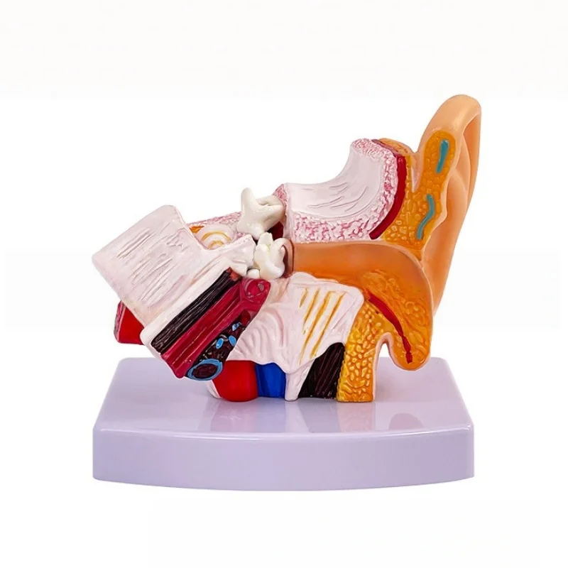 3D printing inner ear anatomy model outer middle ear auditory system teaching model medical gift human anatomy