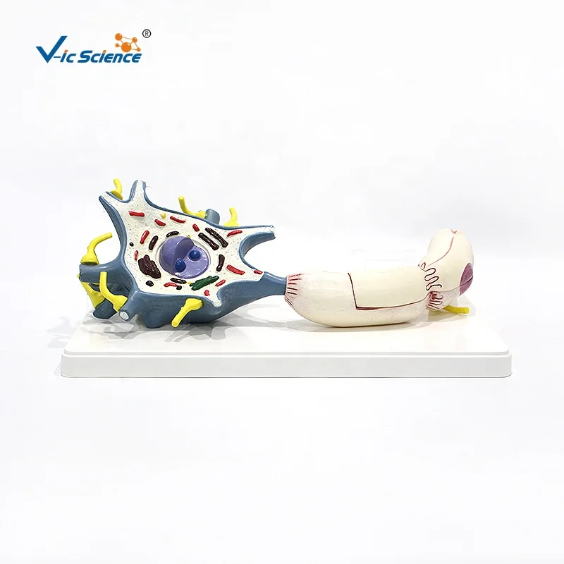 Human anatomy model educational equipment medical science human anatomy motor nerve cell model medical teaching cell model