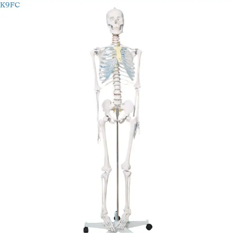 

K9FC Life Size Human Skeleton Anatomy Model Anatomical Human Bone Models with Display Rack for Anatomy Study and Science Labs