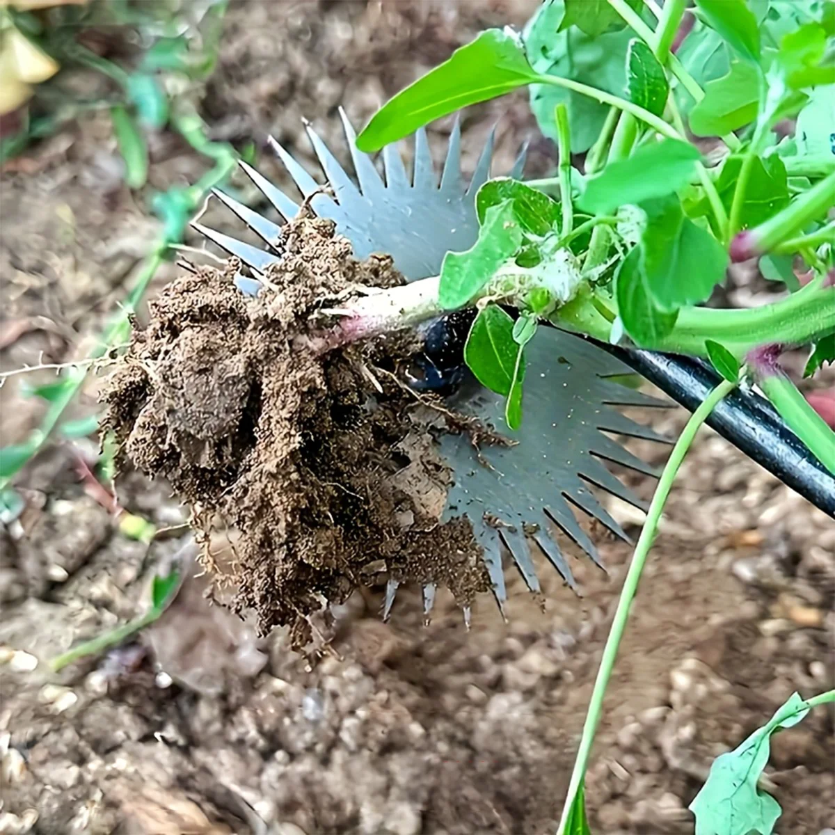Sun Wheel Metal Weeding Tool, Lawnmower Rake, Garden Hand Weeding Wheel, Patio, Soil Loosening, Digging, Hand Tool