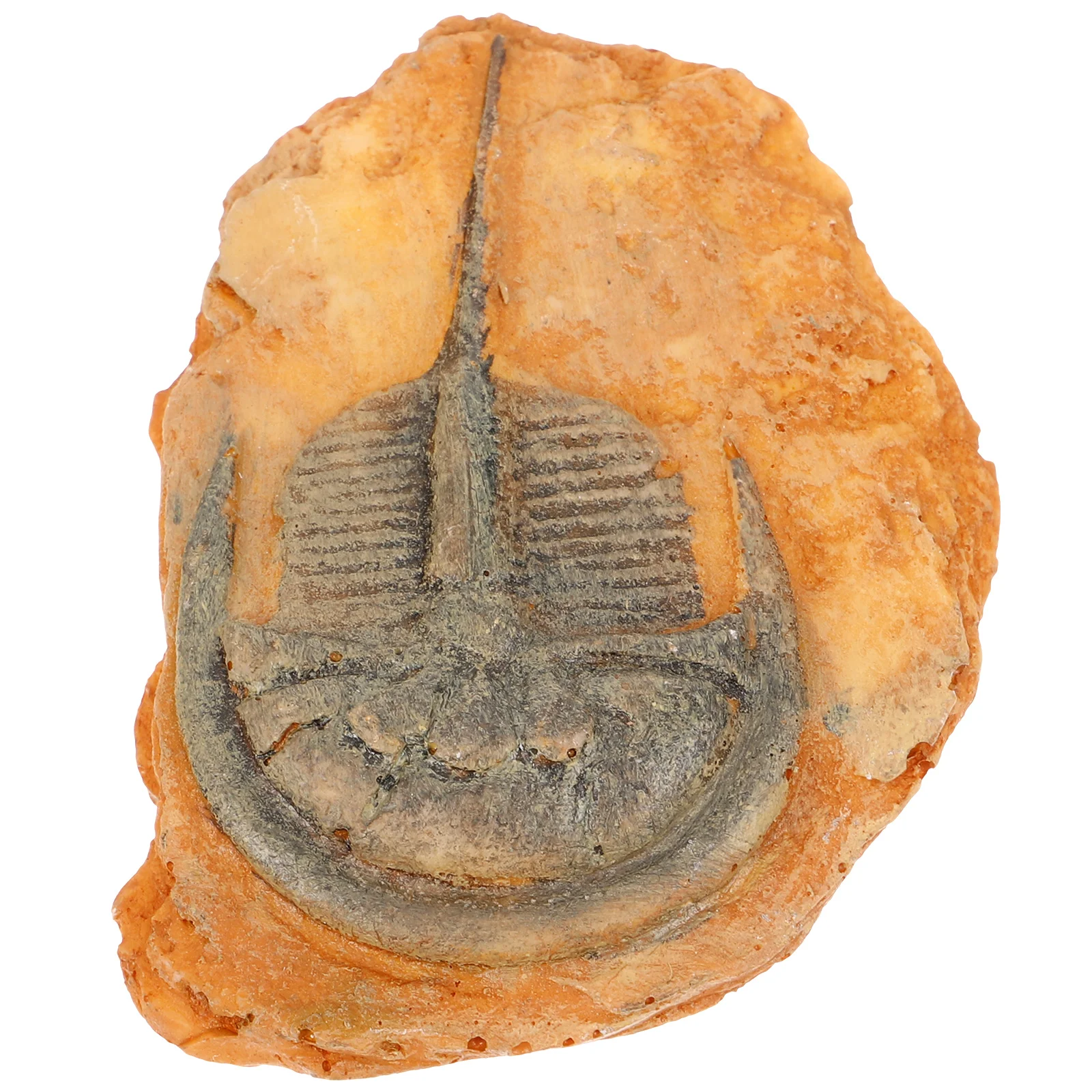 

Decoration Paleontology Insect Specimen Ornament Resin Reptile Box Desert Scene Teaching Collecting Decorative Portable