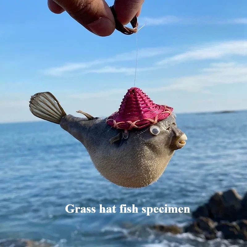 New Natural Conch Shell Straw Hat Fish Specimen Collection Specimen Fish Tank Landscaping Fish Specimen