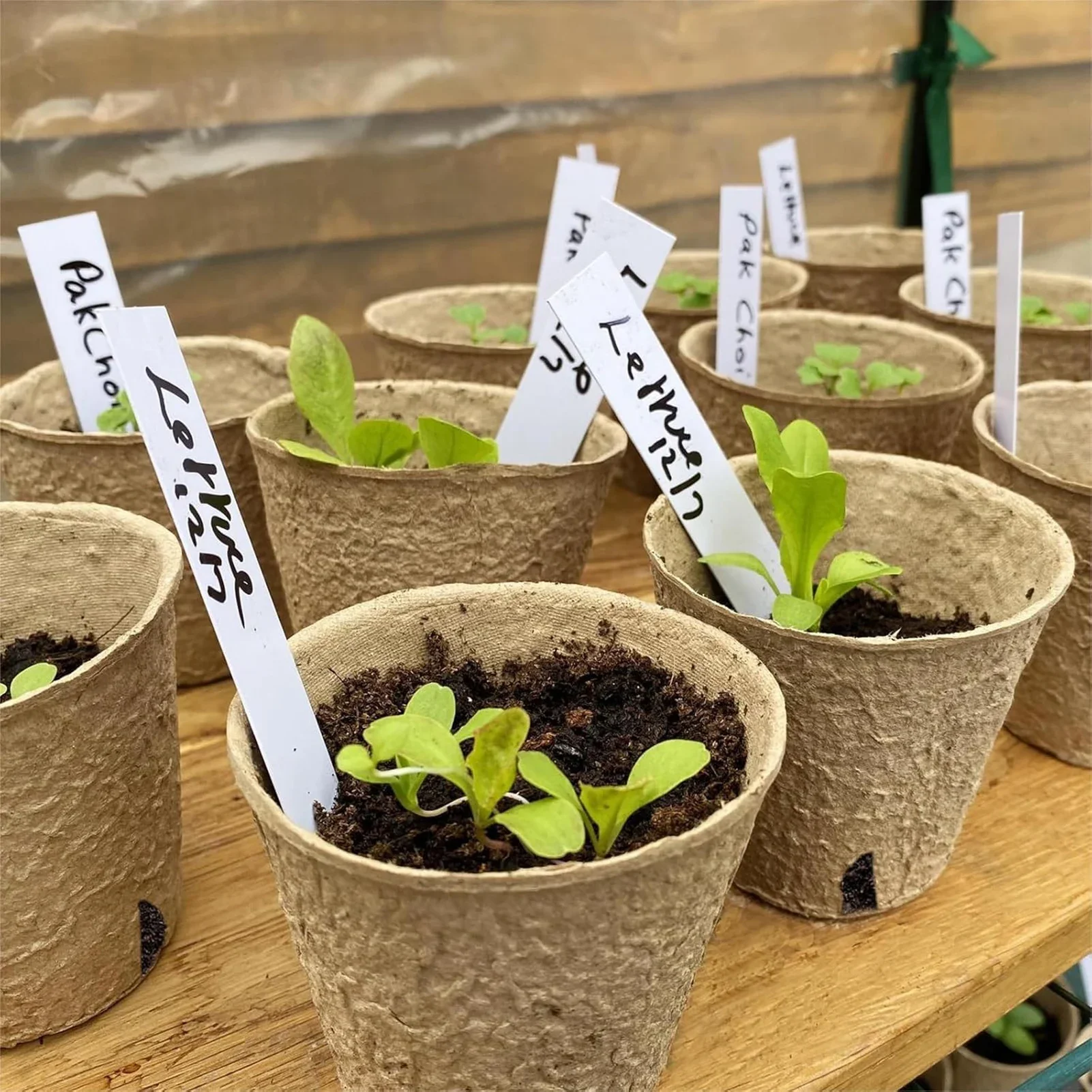 yes60 Pcs Biodegradable Peat Pots With Plant Labels Seed Starter Trays For Vegetables Flowers Herbs Gardening Transplanting view 5